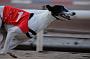 dogsaug8_0110