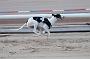 dogsaug8_0126