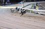 dogsaug8_0133