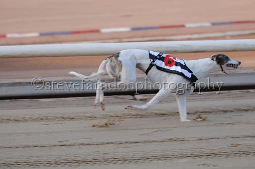 dogsaug9_0006.jpg - (C)S.FARNDON