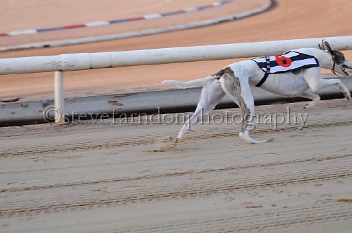 dogsaug9_0007.jpg - (C)S.FARNDON