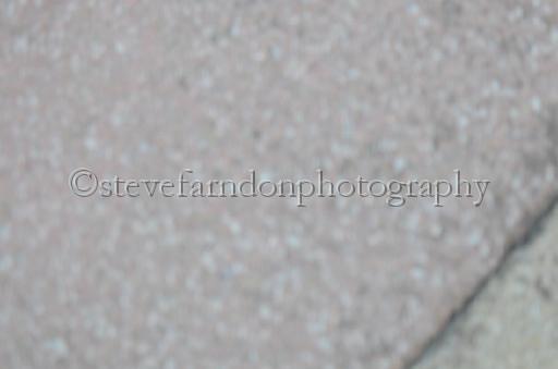 dogsaug9_0010.jpg - (C)S.FARNDON