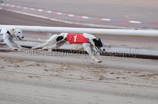 dogsaug9_0023.jpg - (C)S.FARNDON