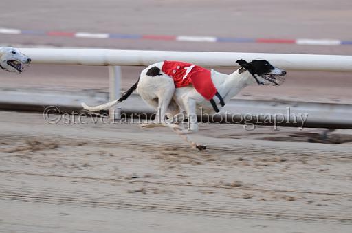 dogsaug9_0024.jpg - (C)S.FARNDON