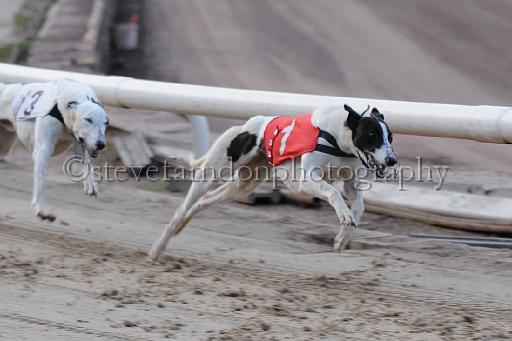 dogsaug9_0028.jpg - (C)S.FARNDON