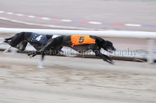 dogsaug9_0032.jpg - (C)S.FARNDON