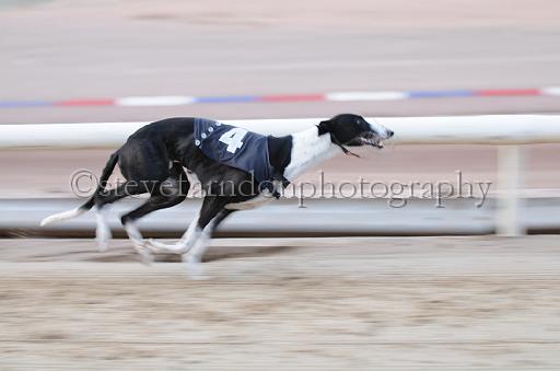 dogsaug9_0040.jpg - (C)S.FARNDON