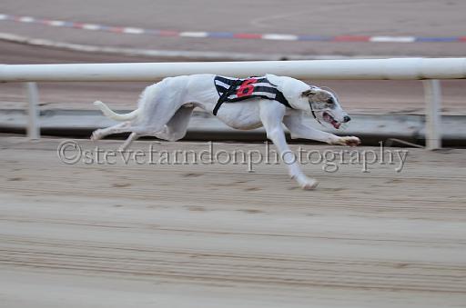 dogsaug9_0046.jpg - (C)S.FARNDON