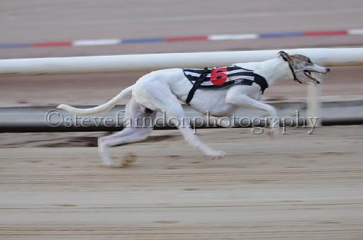 dogsaug9_0047.jpg - (C)S.FARNDON