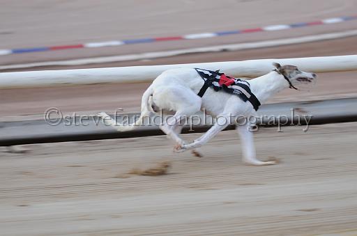 dogsaug9_0048.jpg - (C)S.FARNDON