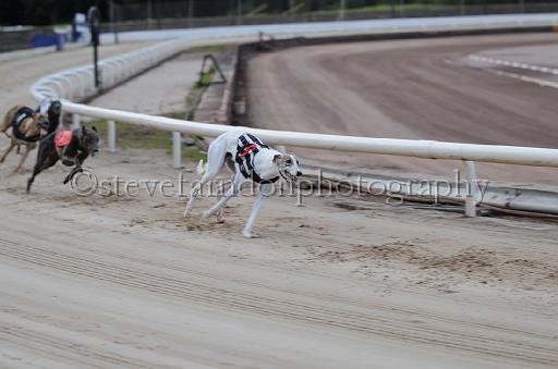 dogsaug9_0058.jpg - (C)S.FARNDON
