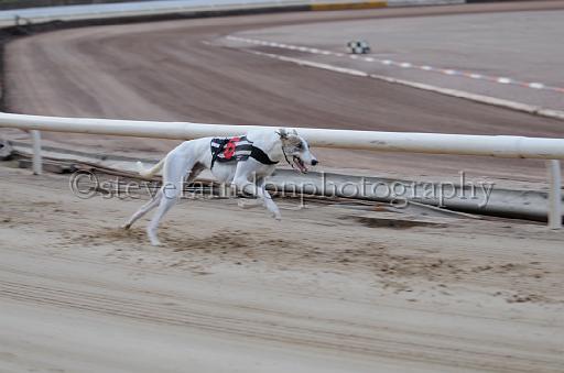 dogsaug9_0059.jpg - (C)S.FARNDON