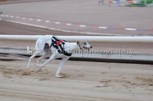 dogsaug9_0060.jpg - (C)S.FARNDON
