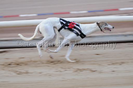dogsaug9_0062.jpg - (C)S.FARNDON