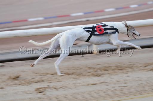 dogsaug9_0063.jpg - (C)S.FARNDON