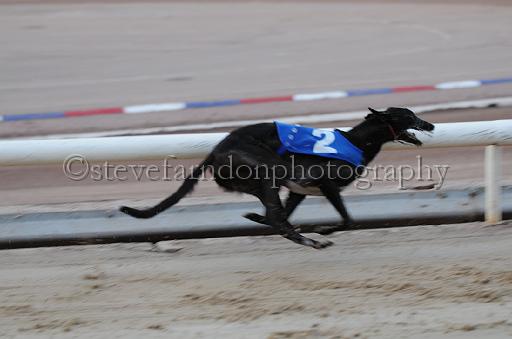dogsaug9_0064.jpg - (C)S.FARNDON