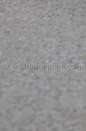 dogsaug9_0066.jpg - (C)S.FARNDON