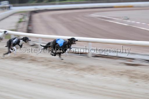 dogsaug9_0069.jpg - (C)S.FARNDON