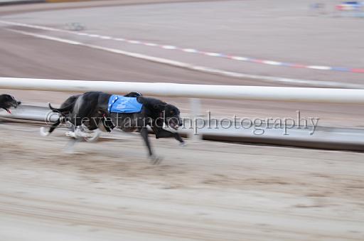dogsaug9_0070.jpg - (C)S.FARNDON