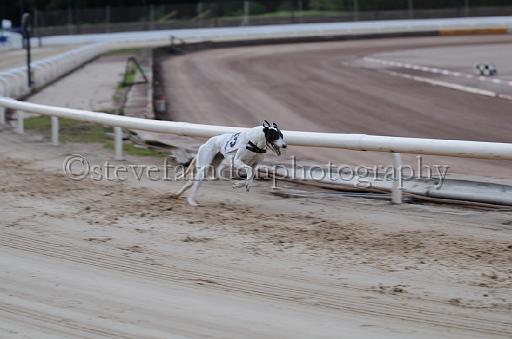 dogsaug9_0088.jpg - (C)S.FARNDON