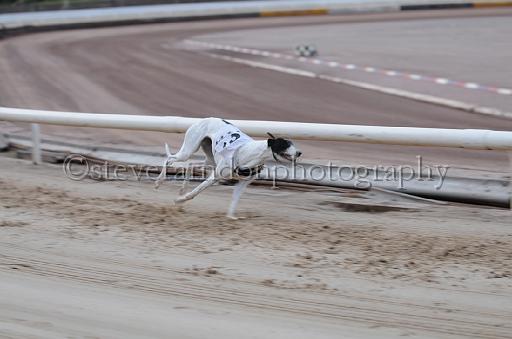 dogsaug9_0089.jpg - (C)S.FARNDON