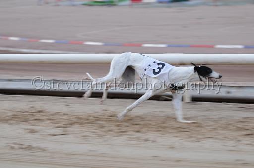dogsaug9_0091.jpg - (C)S.FARNDON