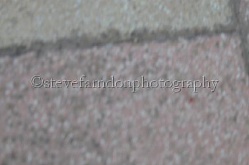 dogsaug9_0099.jpg - (C)S.FARNDON