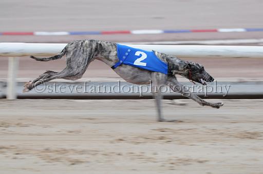 dogsaug9_0110.jpg - (C)S.FARNDON