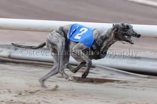 dogsaug9_0114.jpg - (C)S.FARNDON