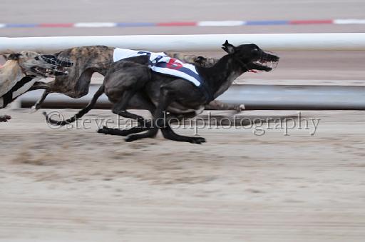 dogsaug9_0118.jpg - (C)S.FARNDON