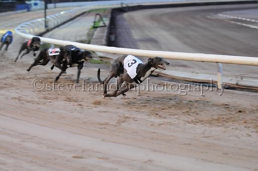 dogsaug9_0131.jpg - (C)S.FARNDON