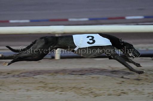 dogsaug9_0134.jpg - (C)S.FARNDON