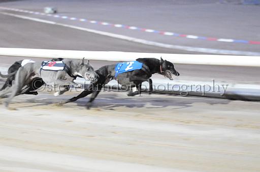 dogsaug9_0138.jpg - (C)S.FARNDON