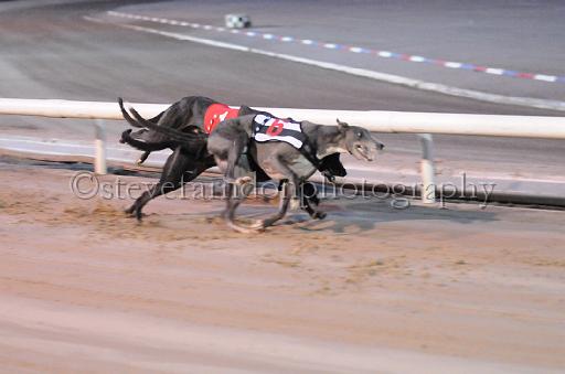 dogsaug9_0145.jpg - (C)S.FARNDON