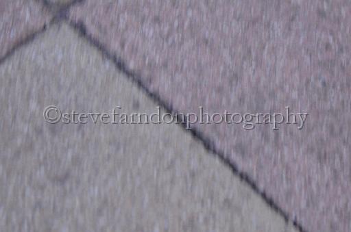 dogsaug9_0150.jpg - (C)S.FARNDON