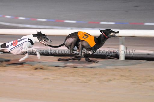 dogsaug9_0154.jpg - (C)S.FARNDON