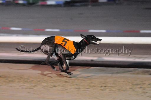 dogsaug9_0164.jpg - (C)S.FARNDON