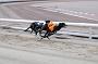 dogsaug9_0031