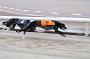 dogsaug9_0032