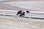 dogsaug9_0038