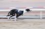 dogsaug9_0040