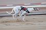 dogsaug9_0062