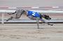 dogsaug9_0110