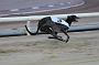 dogsaug9_0135