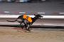 dogsaug9_0164