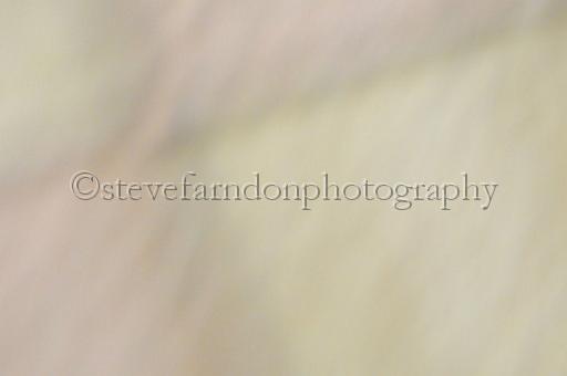 sat18_078.JPG - (C)S.FARNDON