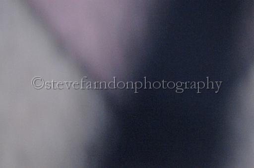 sun19_206.JPG - (C)S.FARNDON