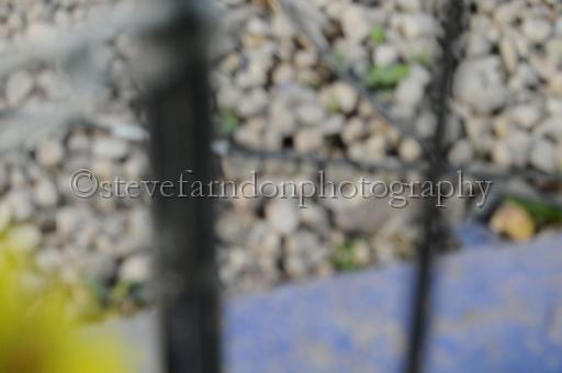 sat25_049.JPG - (C)S.FARNDON