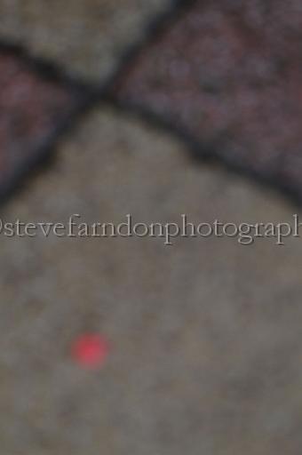 sun26_029.JPG - (C)S.FARNDON
