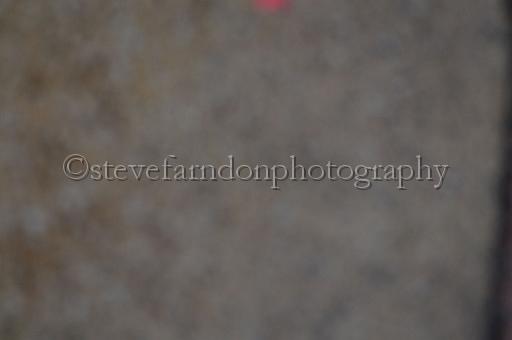 sun26_051.JPG - (C)S.FARNDON